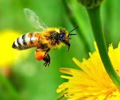 Cách giảm 12kg với mật ong