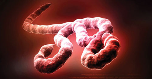 Những cảnh giác với bệnh sốt xuất huyết Ebola