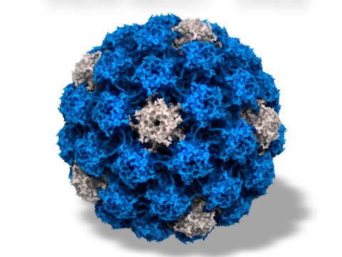 Có thể phòng ung thư cổ tử cung do virus HPV gây ra không?