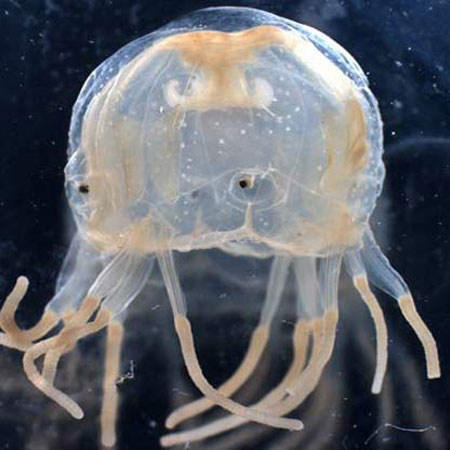 Sử dụng sứa biển có ngộ độc?