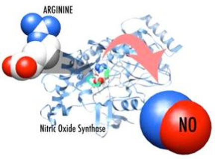 Vai trò của Nitric Oxide trong sinh hoạt